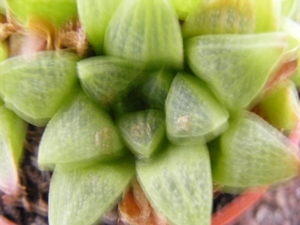 haworthia  turgida . v . pallidifolia.                           