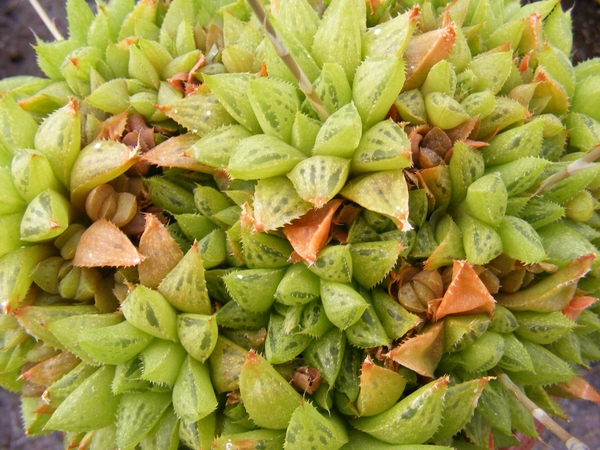 haworthia  turgida.                                              