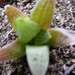 haworthia  turida . v . suberecta  ( albot )