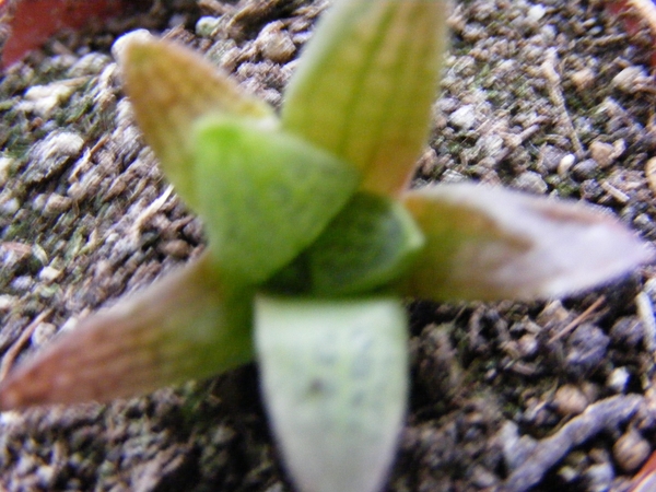 haworthia  turida . v . suberecta  ( albot )