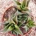 haworthia  venosa   tortuosa