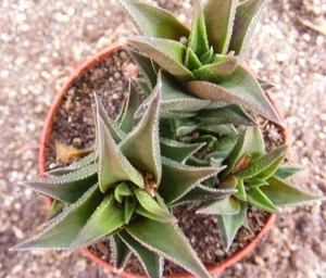 haworthia  venosa   tortuosa