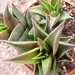 haworthia  venosa   tortuosa.                                    