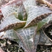 haworthia  venosa . v . tessellata