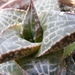 haworthia  venosa . v . tessellata.                              