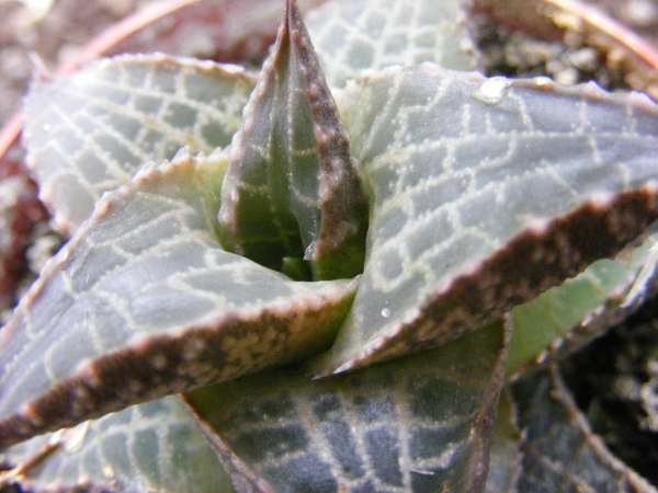 haworthia  venosa . v . tessellata.                              