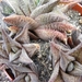 haworthia  viscosa