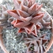 haworthia  viscosa . v . tortulosa