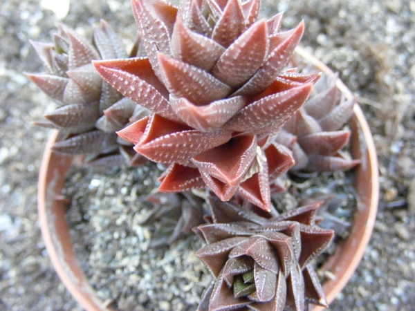 haworthia  viscosa . v . tortulosa