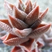 haworthia  viscosa . v . tortulosa.                              