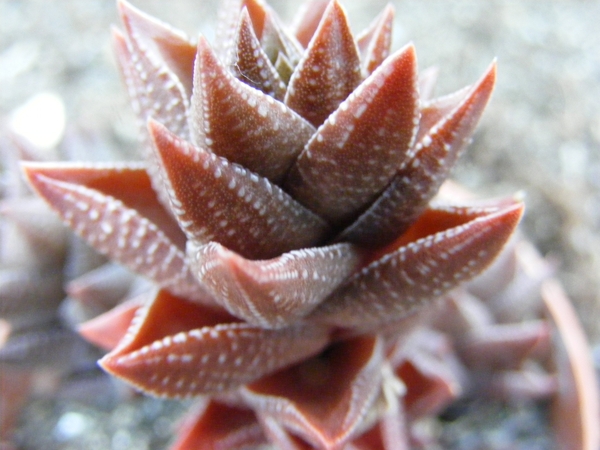 haworthia  viscosa . v . tortulosa.                              