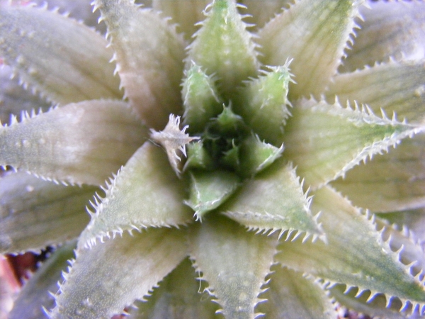 haworthia  vlokii  jvd 91-140    ( meiringspoord )