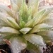 haworthia  vlokii  jvd 91-140    ( meiringspoord ).              