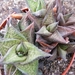 haworthia limifolia . v . arcena