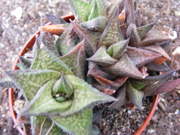 haworthia limifolia . v . arcena