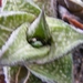 haworthia limifolia . v .arcena                                  