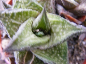 haworthia limifolia . v .arcena                                  