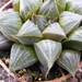 haworthia mirablis