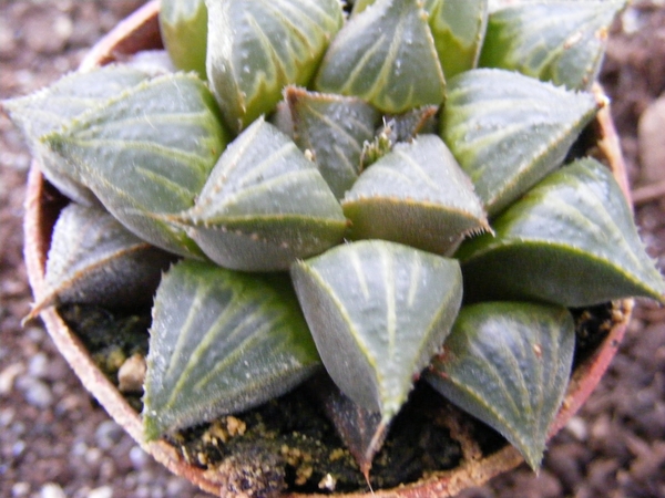 haworthia mirablis