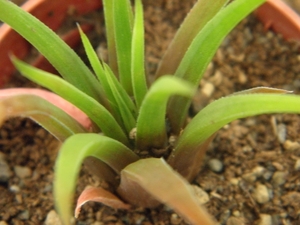 hawoirthia  angustifolia  ( zuurberg )