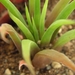 haworthia  angustifolia  ( zuurberg )                            