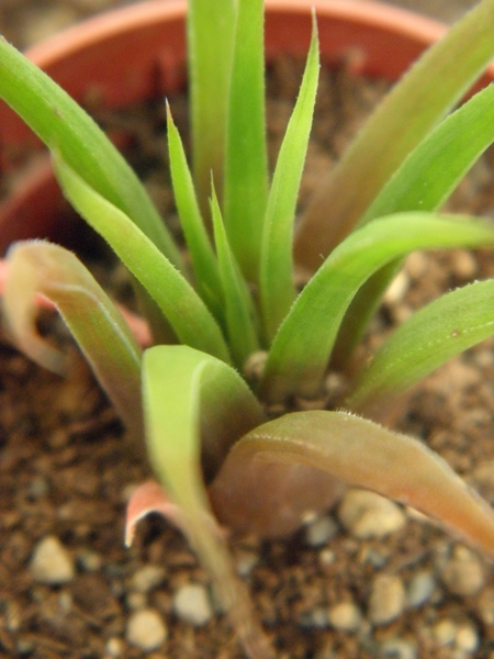 haworthia  angustifolia  ( zuurberg )                            