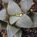 haworthia  bayeri   ( de rust )                                  