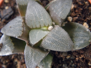 haworthia  bayeri   ( de rust )                                  