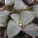 haworthia  bayeri  ( de rust )