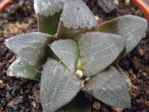 haworthia  bayeri  ( de rust )