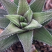 haworthia  cassytha