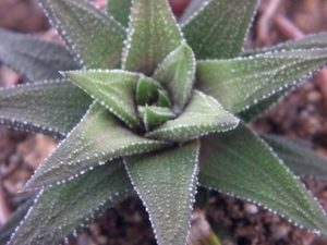 haworthia  cassytha