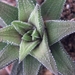 haworthia  cassytha.                                         2