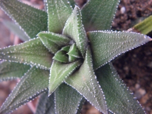 haworthia  cassytha.                                         2