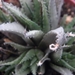 haworthia  chloracantha . v . subglauca