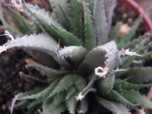 haworthia  chloracantha . v . subglauca