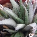 haworthia  chloracantha . v . subglauca                          