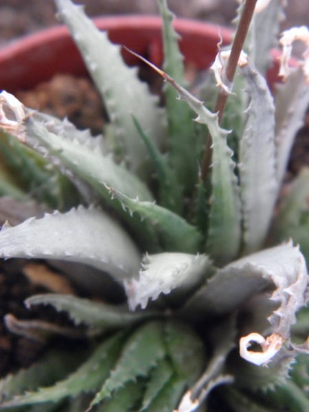 haworthia  chloracantha . v . subglauca                          