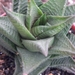 haworthia  cv  jack brown ( tesselleta )                         