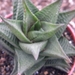 haworthia  cv jack brown  ( tesselleta )