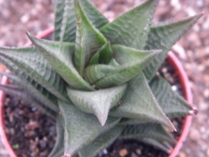 haworthia  cv jack brown  ( tesselleta )