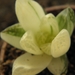 haworthia  cymbiliformis  . v . ranavarigata