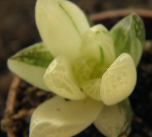 haworthia  cymbiliformis  . v . ranavarigata