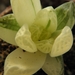 haworthia  cymbiliformis  . v . ranavarigata.                    