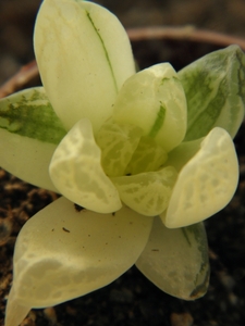 haworthia  cymbiliformis  . v . ranavarigata.                    