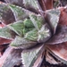 haworthia  helmae . v . guttata                                  