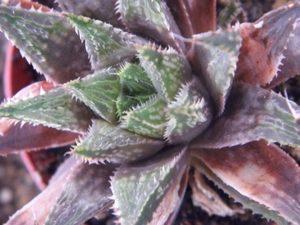 haworthia  helmae . v . guttata                                  