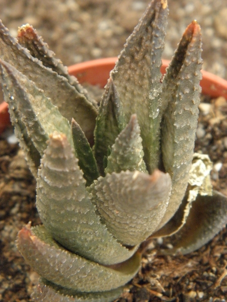 haworthia  imifolia X scraba                                     