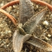 haworthia  koelmaniorum  . v . koelmaniorum