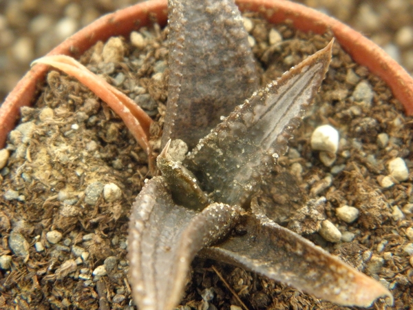 haworthia  koelmaniorum  . v . koelmaniorum